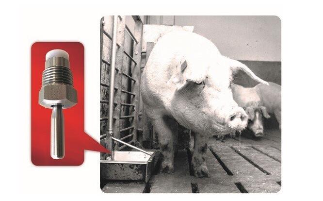 圖：定制設(shè)計(jì)的不銹鋼撥動(dòng)式澆水閥確保了豬的正常流量，同時(shí)也節(jié)約了水。 