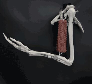 圖1  顯示執(zhí)行機(jī)構(gòu)充當(dāng)二頭肌。